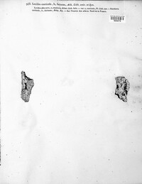 Diplotomma alboatrum image